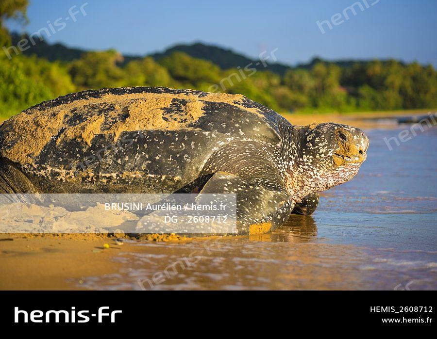 Hemis France Guyane Cayenne Plage Gosselin Retour Ocean Atlantique