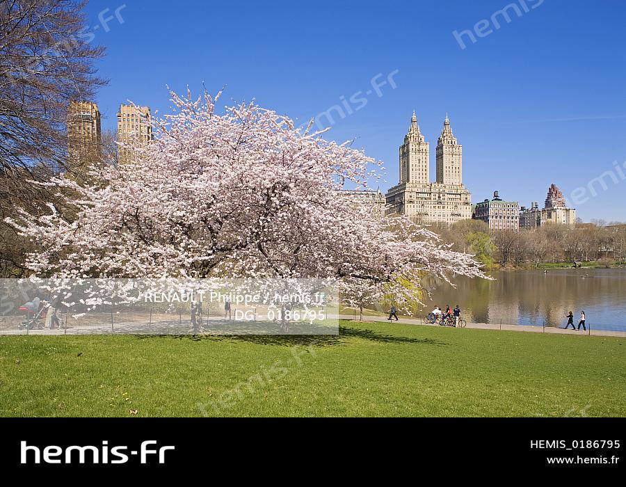 Hemis Etats Unis New York Central Park Arbres Fleurs Printemps