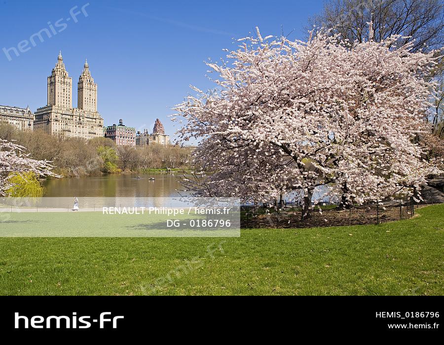 Hemis Etats Unis New York Central Park Arbres Fleur Printemps