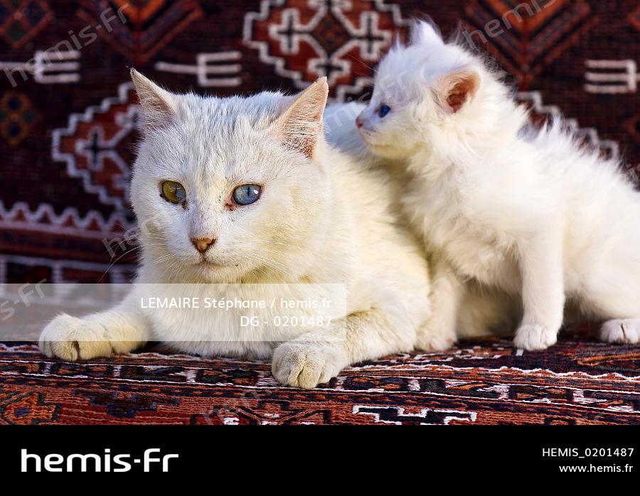 Hemis Turquie Anatolie Orientale Van Chats Angora Turc Van Aux Yeux Vairon