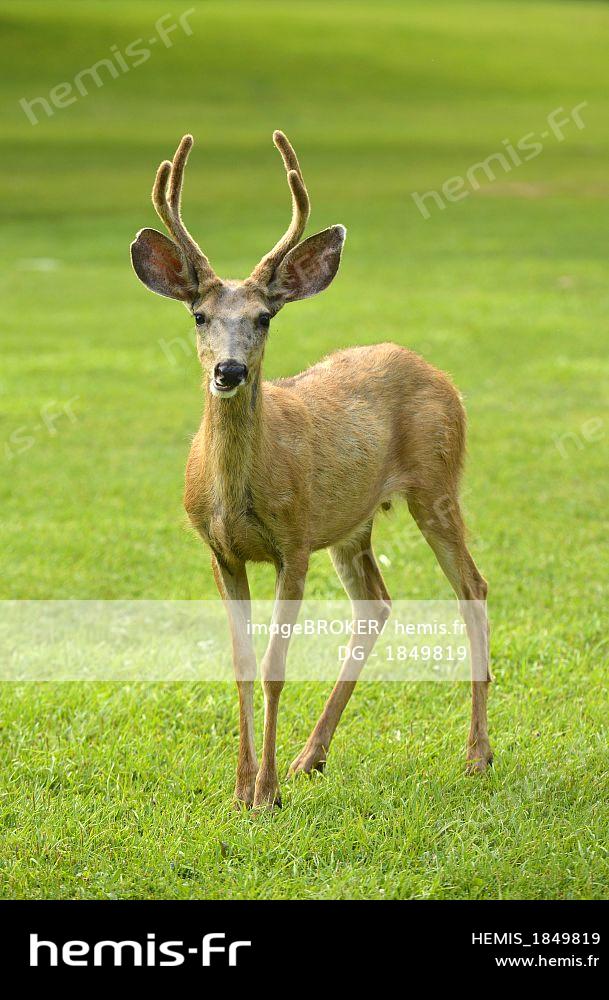 Les Cerfs Communs De Mule Drôles Opposent La Verticale Avec L