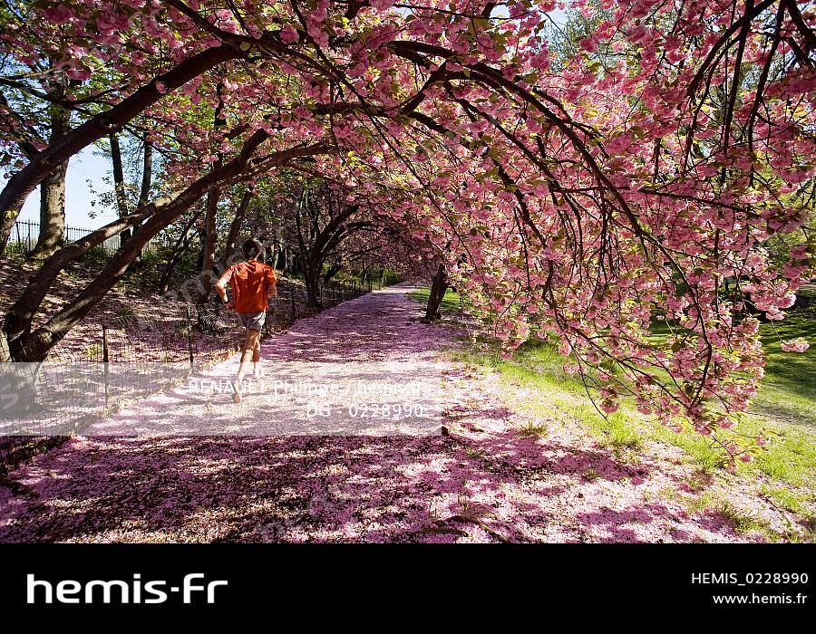 Hemis Etats Unis New York Central Park Printemps Jogging