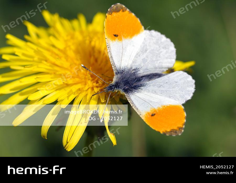 papillon à pointe jaune orange