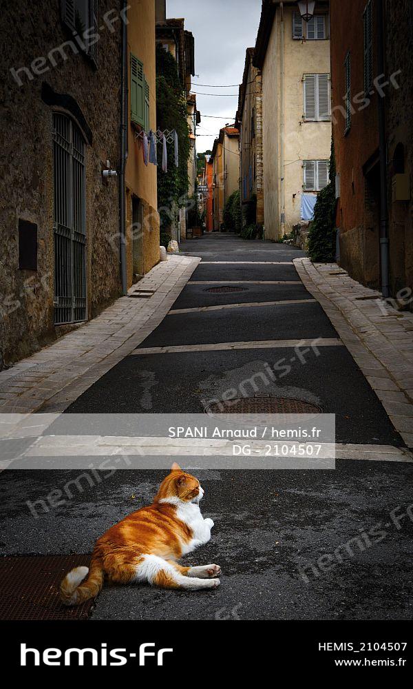 chat alpes maritimes