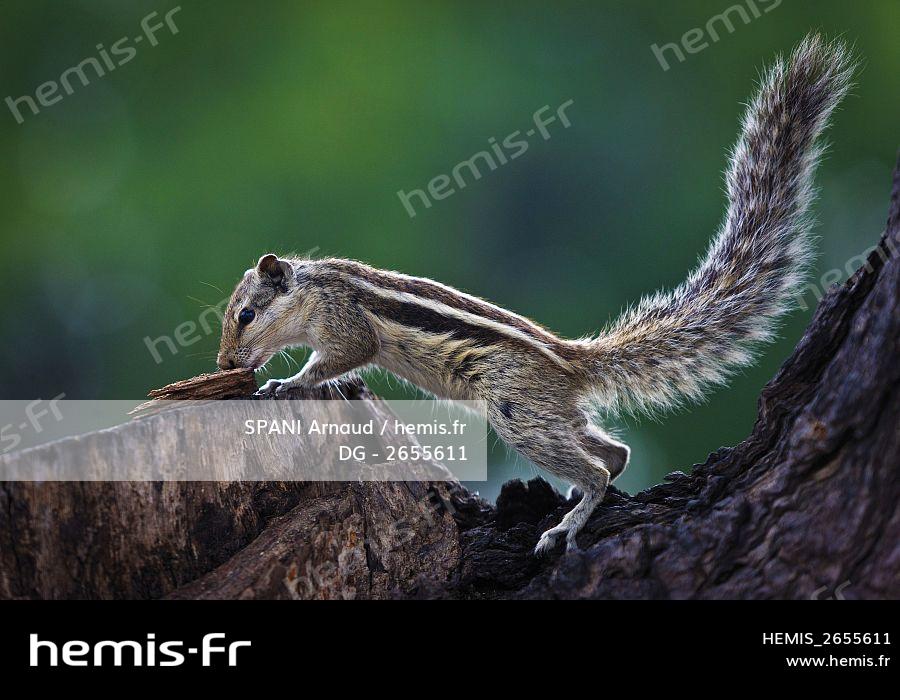 Maison D'écureuils Oiseaux Sur Arbre Dans Le Parc D'automne. écureuil D'inscription  Russe Photo stock - Image du vieux, beauté: 236950748