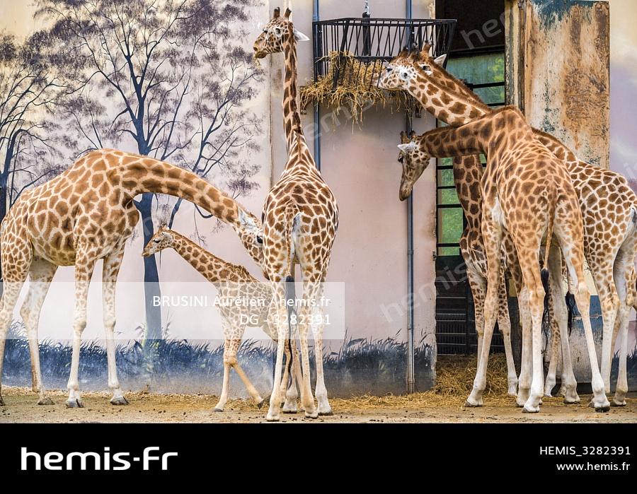 Le zoo de La Flèche propose de venir déguisé en girafe pour alerter sur le  risque de disparition de l'espèce - France Bleu