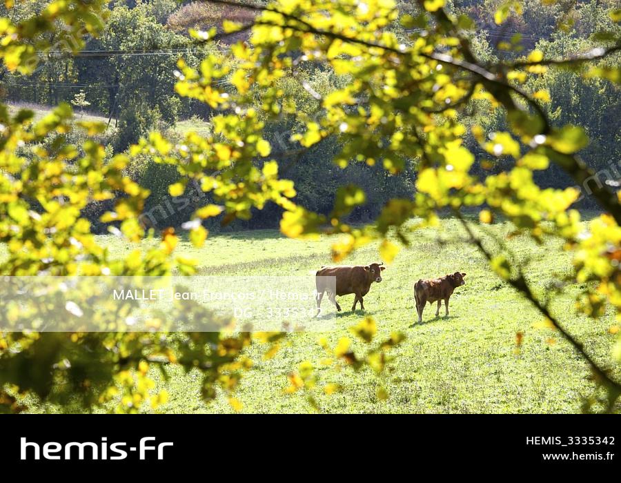 La vache Limousine - Office de Tourisme Terres de Corrèze