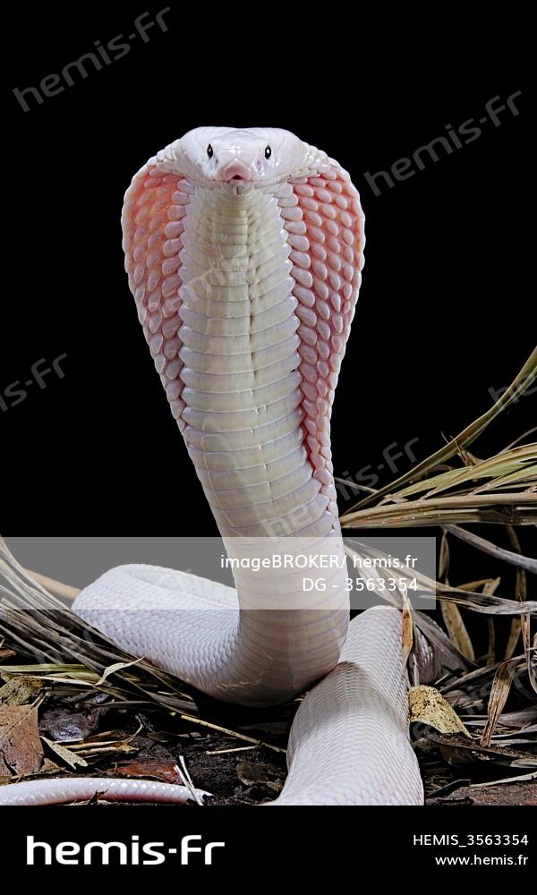 Leucistic Monocled Cobra