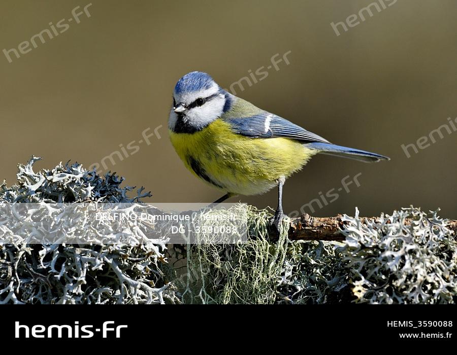 Hemis France Doubs Oiseau Mesange Bleue Cyanistes