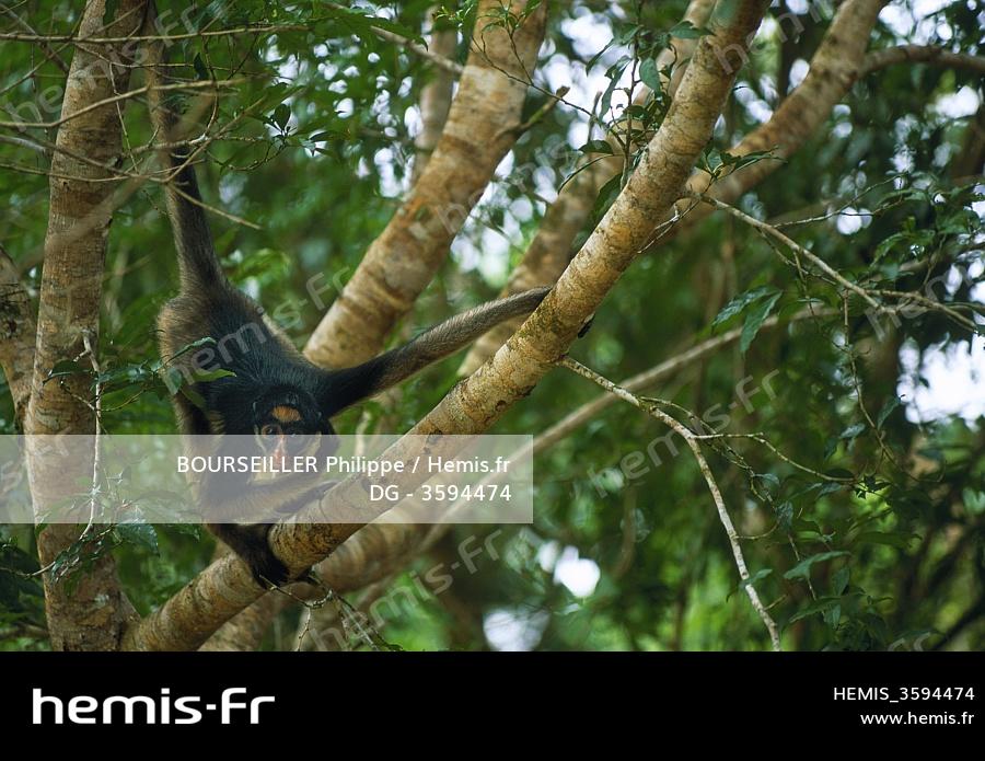 Un Singe Araignée Varié Appelé Aussi brun Araignée Assis Photo