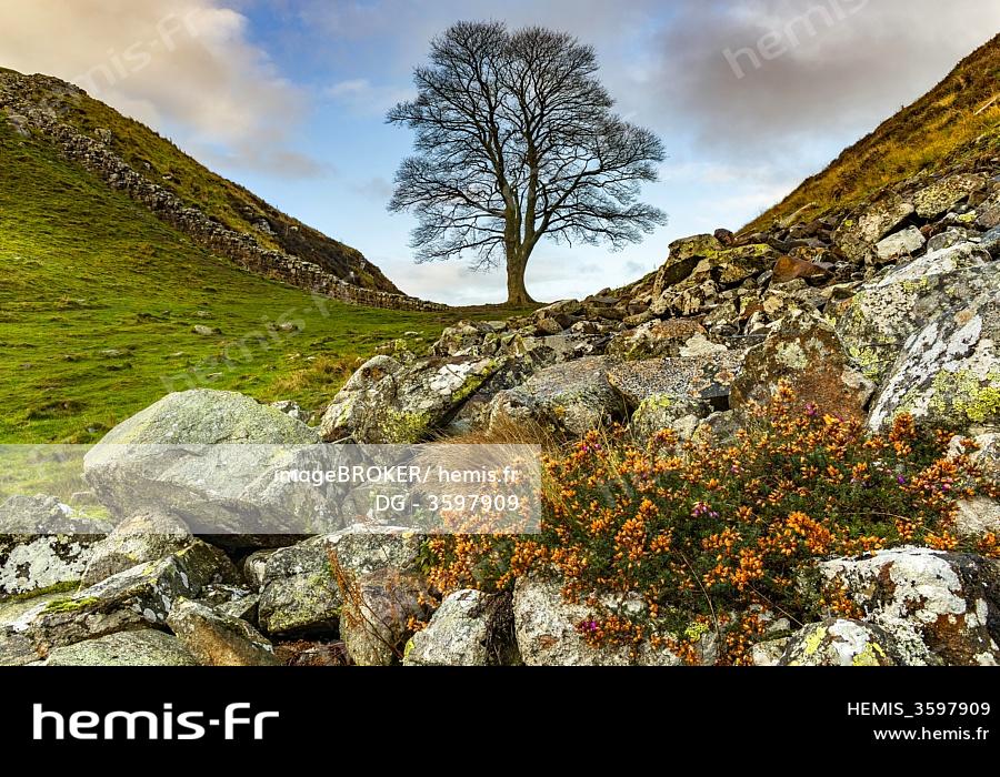 Hemis Arbre Chauve Paysage Automne Greenhead Northumberland Grande Bretagne