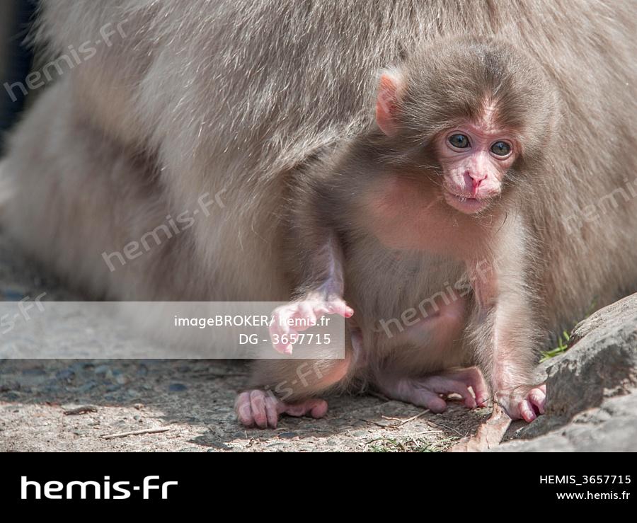 Hemis Jeune Macaque Japonais Macaca Fuscata Bebe Animal Yamanouchi Prefecture Nagano