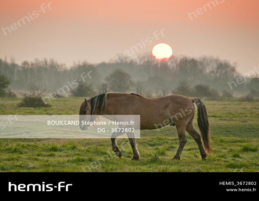 Livre, Le Henson, Cheval de la Baie de Somme