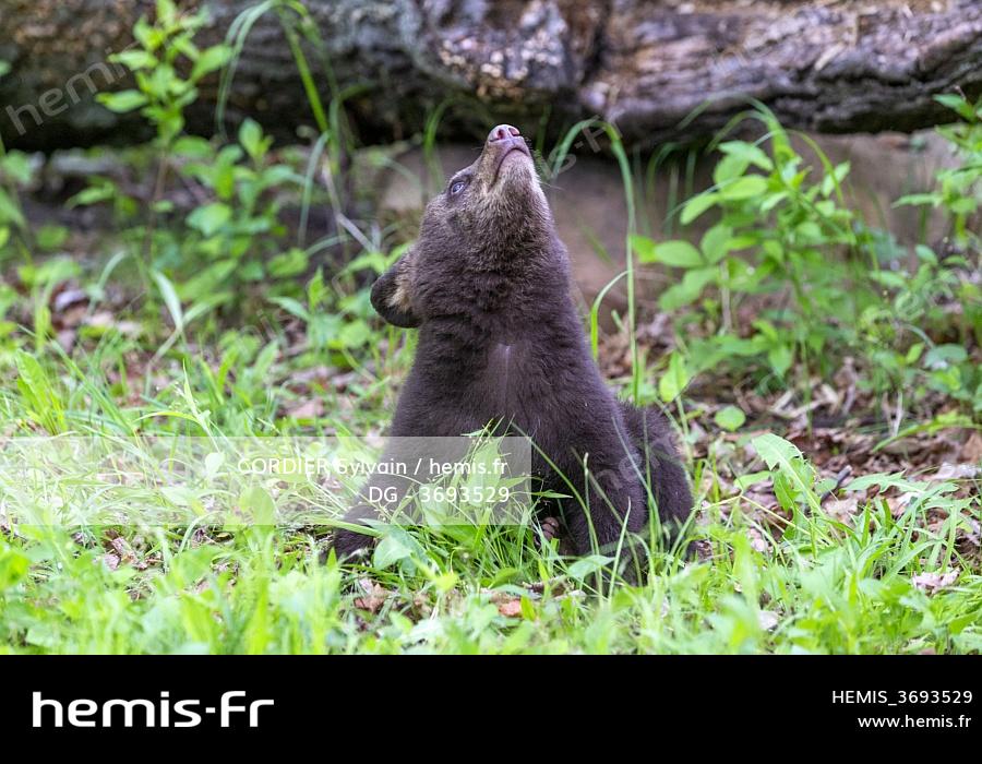 Hemis Etats Unis Minnesota Bebe Ours Noir Ursus Americanus Captif