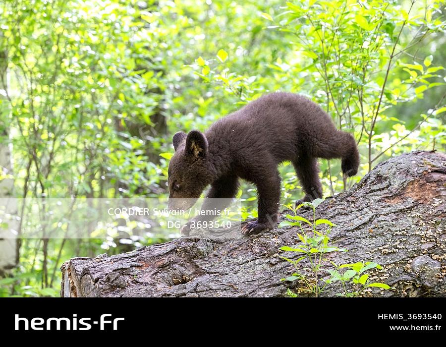 Hemis Etats Unis Minnesota Bebe Ours Noir Ursus Americanus Captif