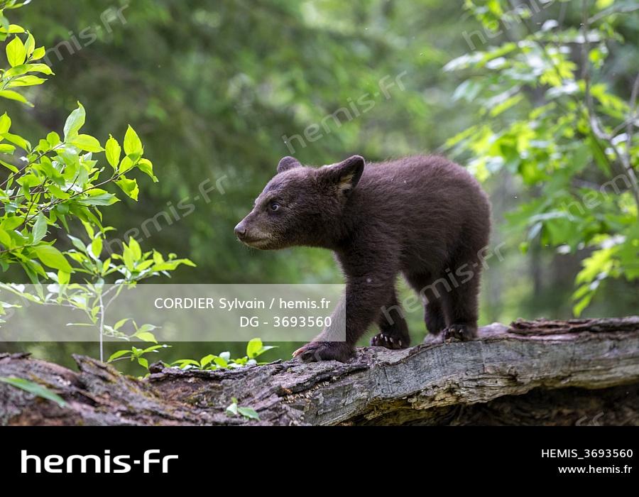 Hemis Etats Unis Minnesota Bebe Ours Noir Ursus Americanus Captif