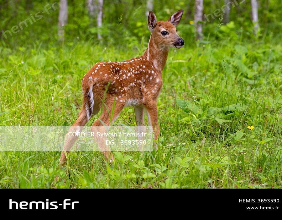 Hemis Etats Unis Minnesota Faon Cerf Virginie Odocoileus Virginianus Bebe Captif