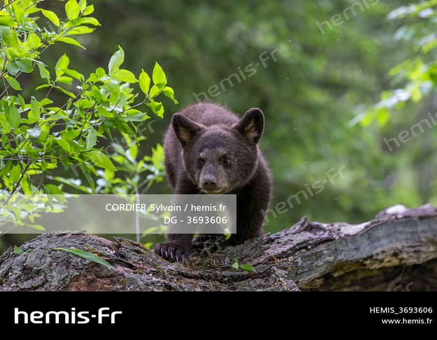 Hemis Etats Unis Minnesota Bebe Ours Noir Ursus Americanus Captif