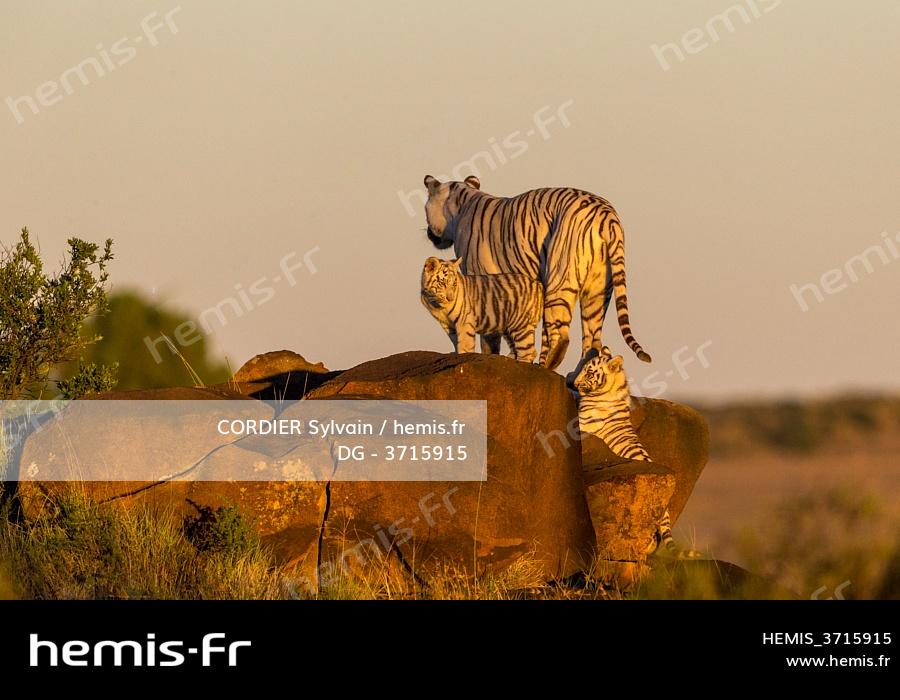 accouplement du tigre blanc et du tigre orange