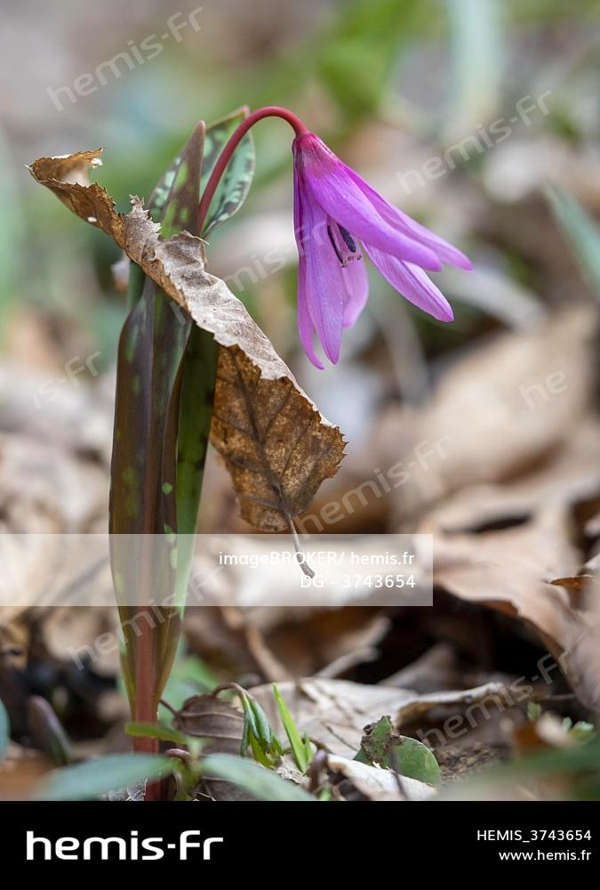 Hemis : Dent chien violetlily erythronium dens canis perce travers 