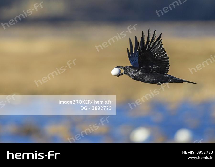 Hemis : grand corbeau
