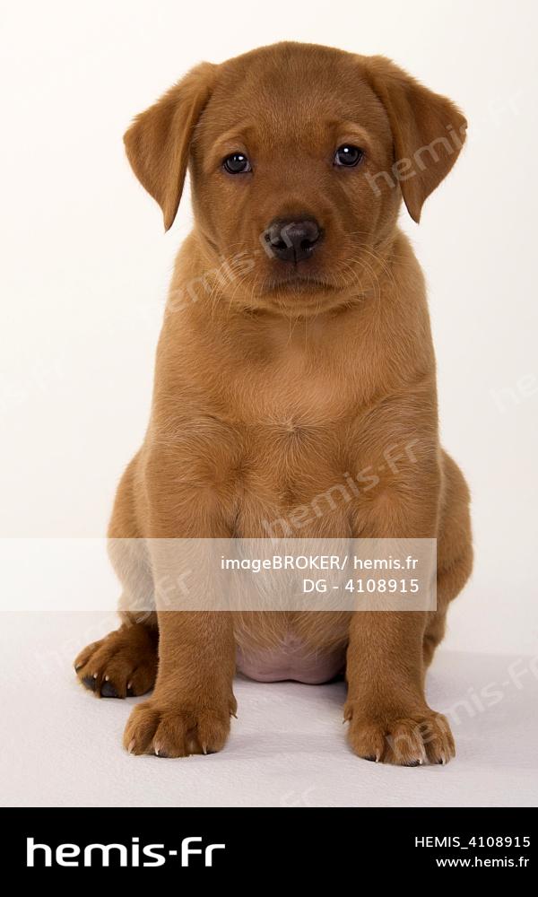 Hemis Labrador Retriever