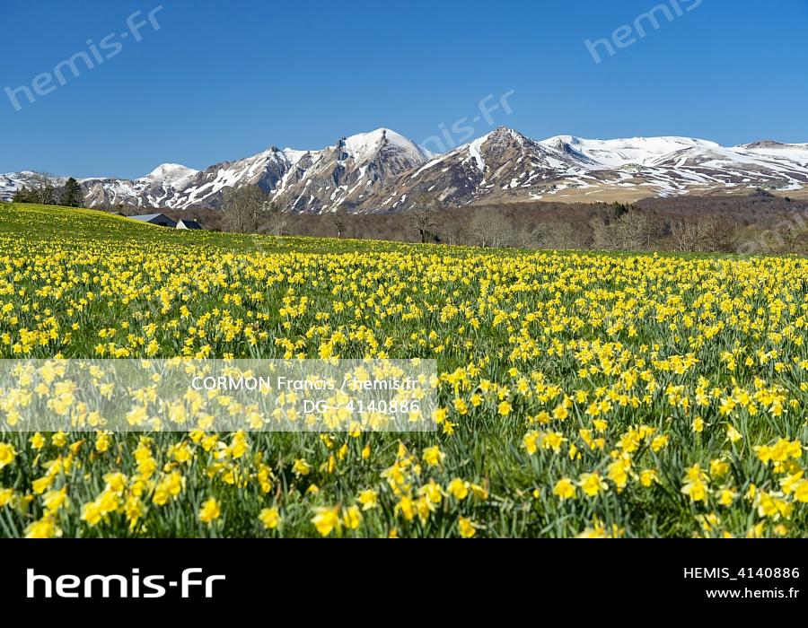 Jonquilles , une fleur sur roche