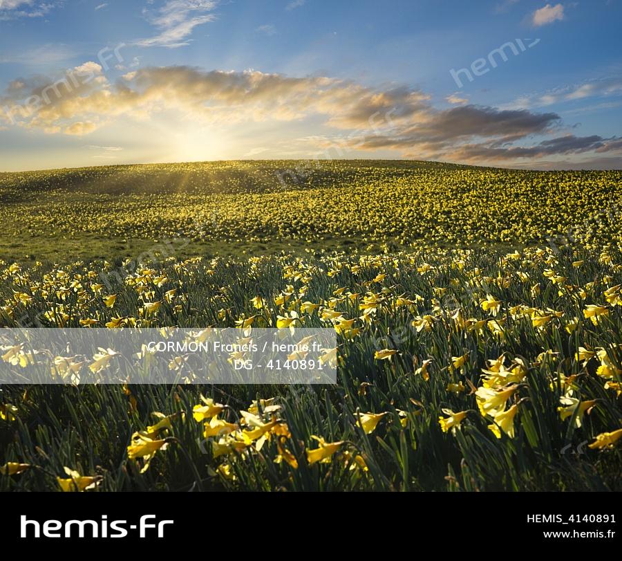 Jonquilles , une fleur sur roche