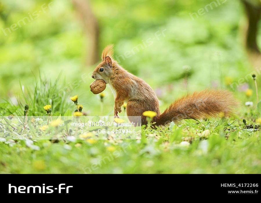 Maison D'écureuils Oiseaux Sur Arbre Dans Le Parc D'automne. écureuil D'inscription  Russe Photo stock - Image du vieux, beauté: 236950748