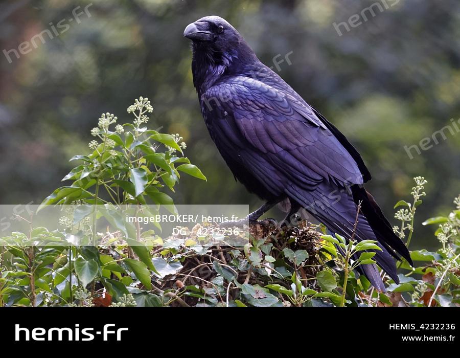 WILDLIFE GATEWAY: Le Grand corbeau