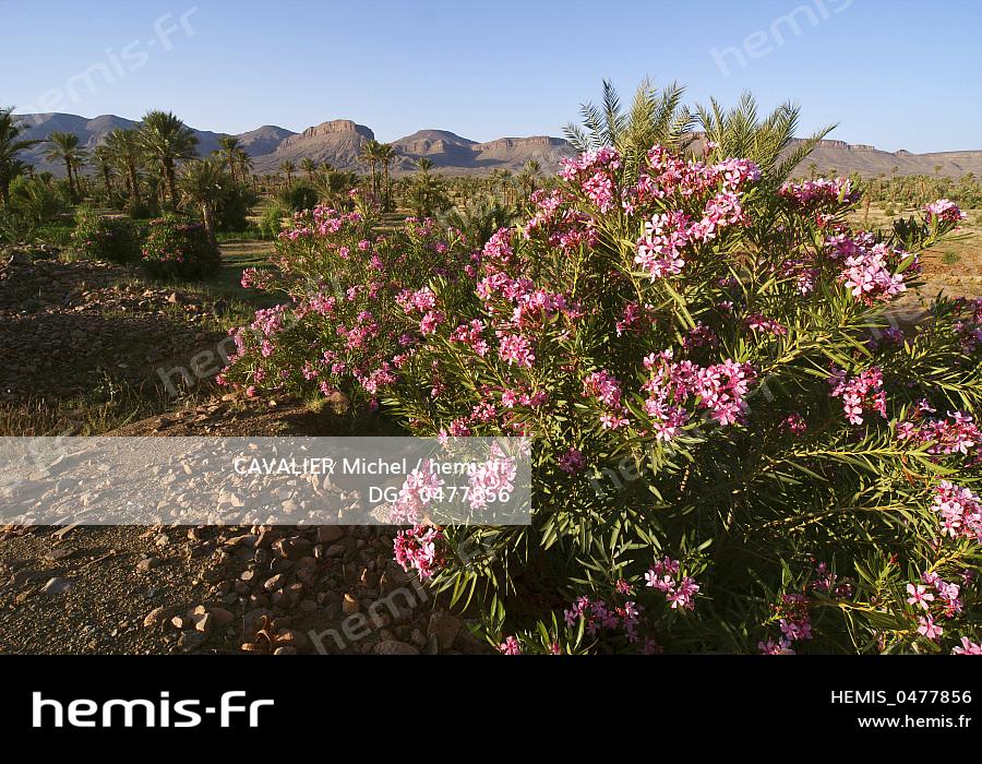 maroc-haut-atlas-oasis-kob-laurier-rose-fleur.jpg