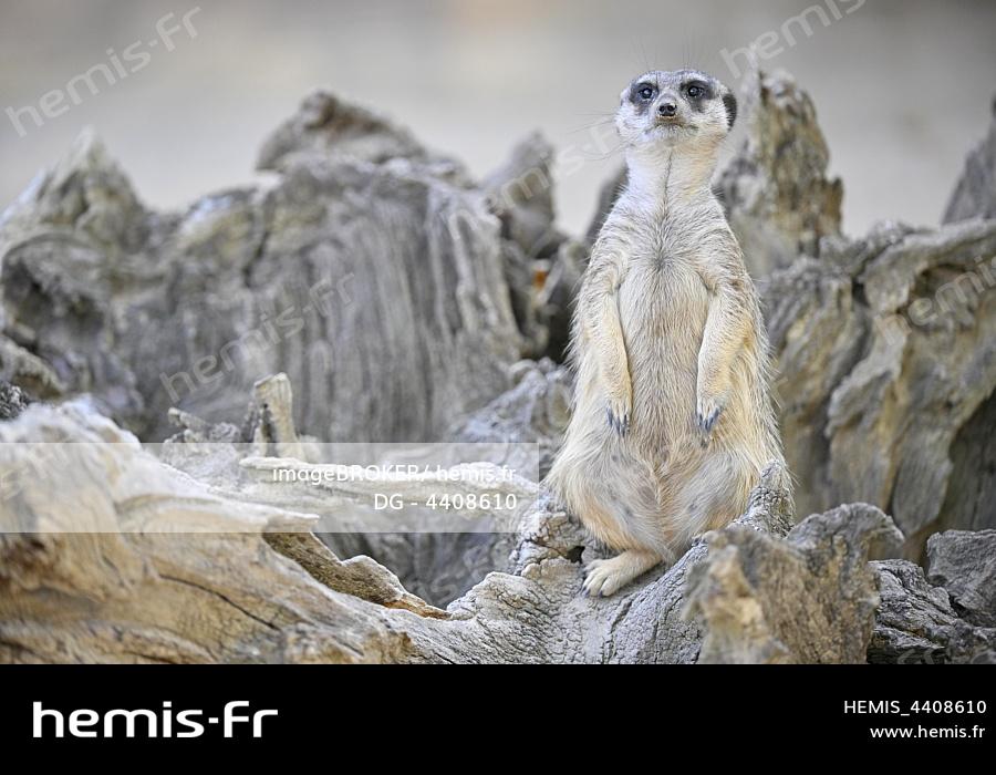 animaux nouveaux-nés d'Afrique - suricate  Animaux, Animaux africains,  Animaux afrique