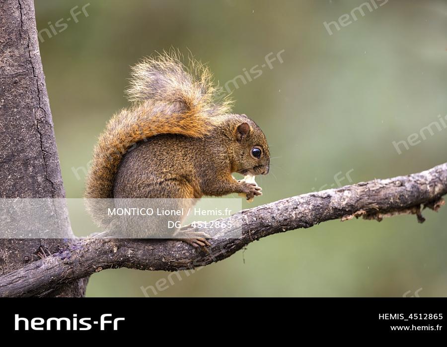 Maison D'écureuils Oiseaux Sur Arbre Dans Le Parc D'automne. écureuil D'inscription  Russe Photo stock - Image du vieux, beauté: 236950748