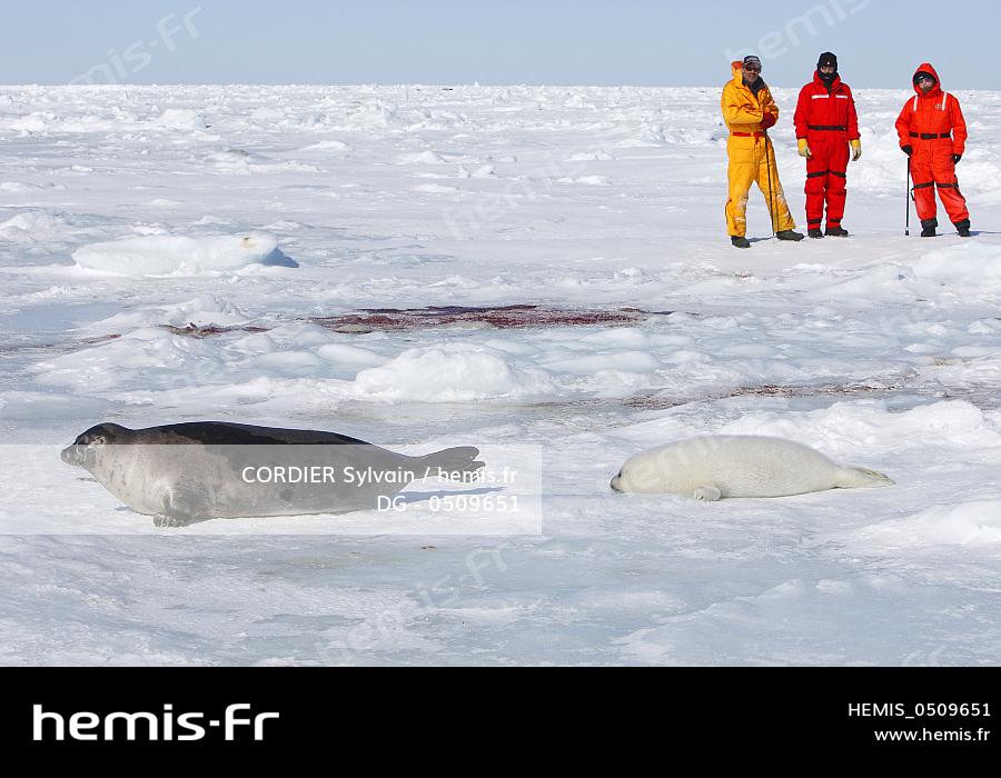 Hemis Canada Quebec Iles Madeleine Phoque Groenland Phoca Groendlica Femelle Bebe Blanchon Touristes