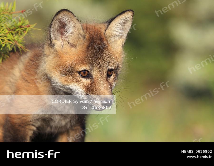 Hemis Etats Unis Minnesota Renard Roux Vulpes Vulpes Jeune Annee Renardeau Age Semaines