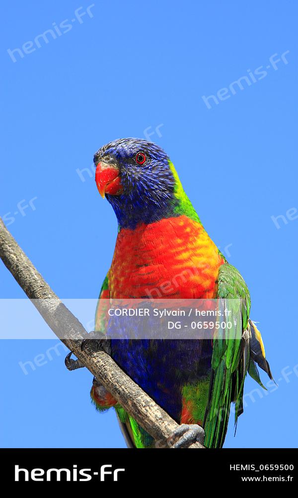 Hemis Loriquet Arc En Ciel Loriquet Tete Bleue Trichoglossus Haematodus Queensland Australia Ordre Psittaciformes Famille