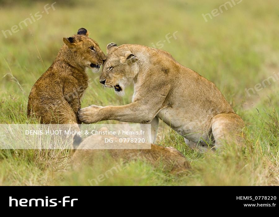 Kenya Reserve Nationale Du Masai Mara Lion Panthera Leo Lionne Et Lionceau Jouant Dg 077 01 03 09 Denis Huot Michel Christine Hemis Fr