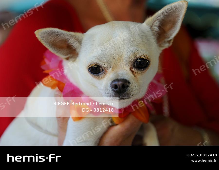 Hemis Chihuahua Chien