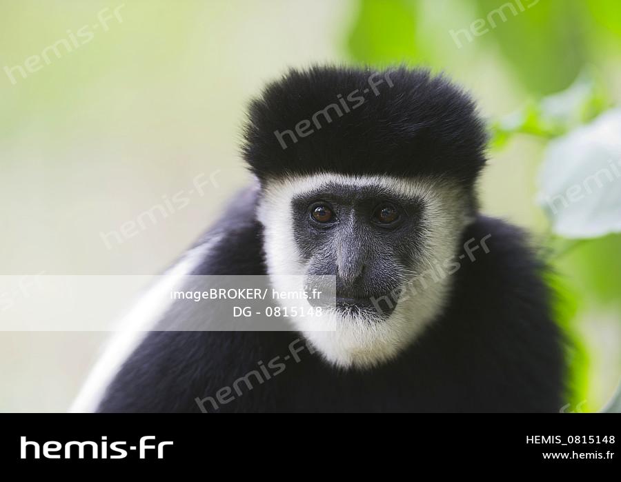 Hemis Singe colobus noir blanc colobus guereza kenya afrique