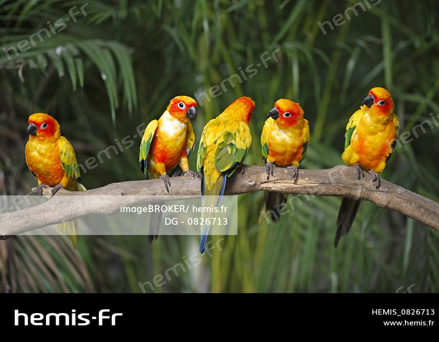 Hemis : Conure perruche soleil aratinga solstitialis nid