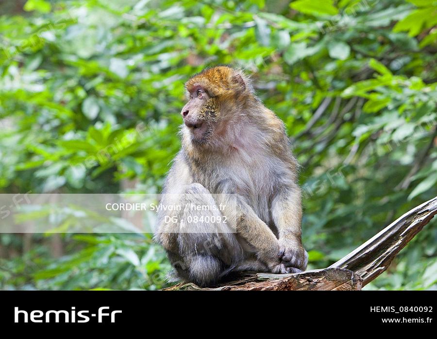 Hemis France Bas Rhin Kintzheim Montagne Singes Magot