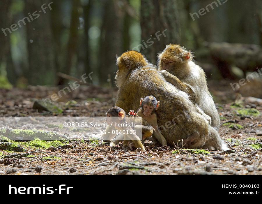 Hemis France Bas Rhin Kintzheim Montagne Singes Magot