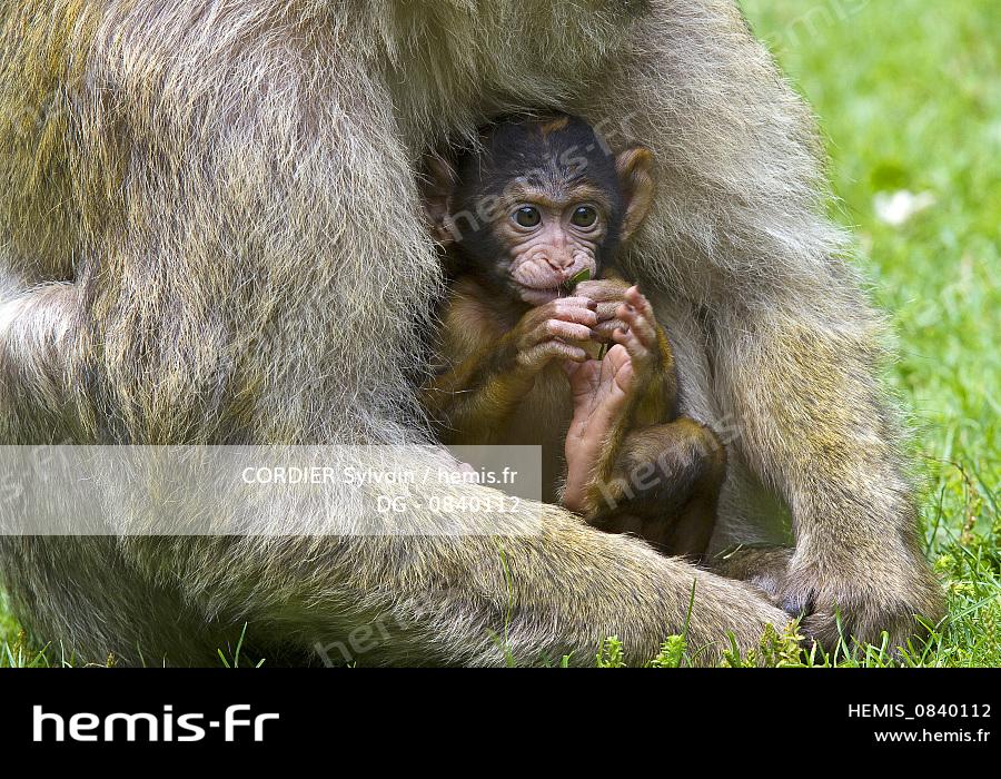 Hemis France Bas Rhin Kintzheim Montagne Singes Magot Macaque Barbarie Macaca Sylvanus Femelle Bebe