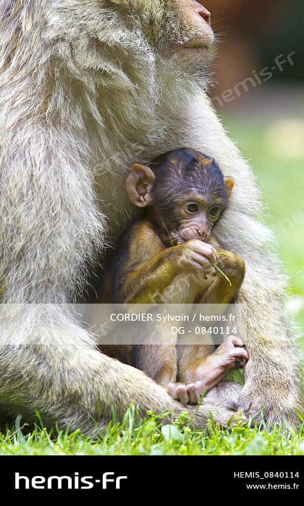 Hemis France Bas Rhin Kintzheim Montagne Singes Magot Macaque Barbarie Macaca Sylvanus Femelle Bebe