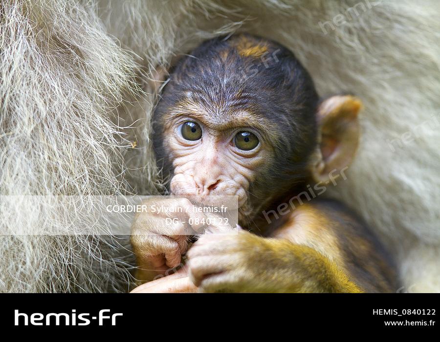 Hemis France Bas Rhin Kintzheim Montagne Singes Magot Macaque Barbarie Macaca Sylvanus Bebe