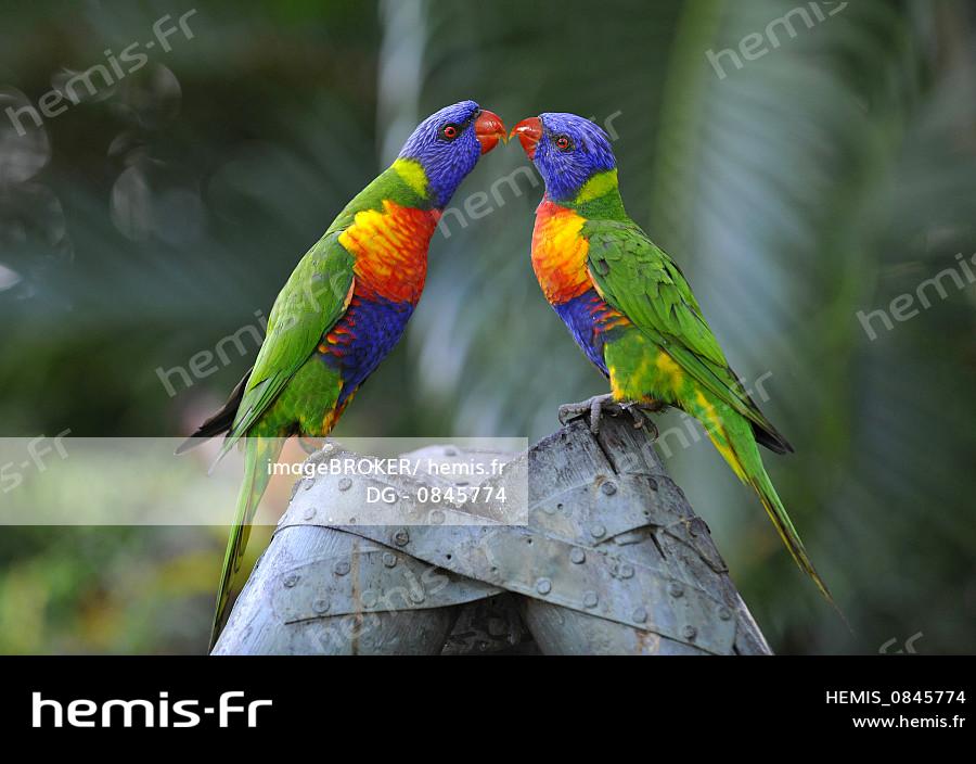 Hemis Loriquets Arc En Ciel Loris Trichoglossus Haematodus Queensland Australie