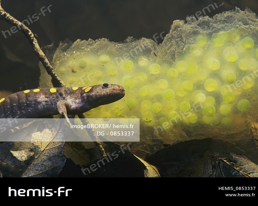 Salamandre tachetée, femelle