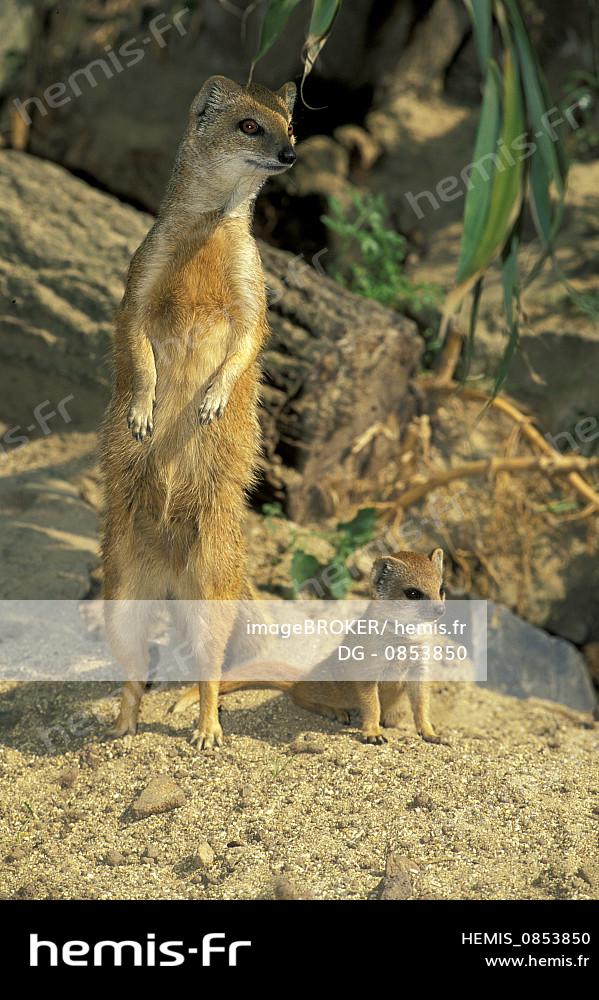 Hemis Mangouste Jaune Suricate Rouge Cynictis Penicillata Adulte Bebe Afrique