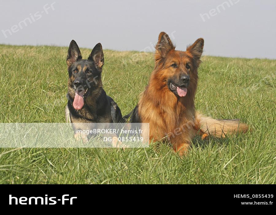 Mélange de berger allemand Rhodesian Ridgeback