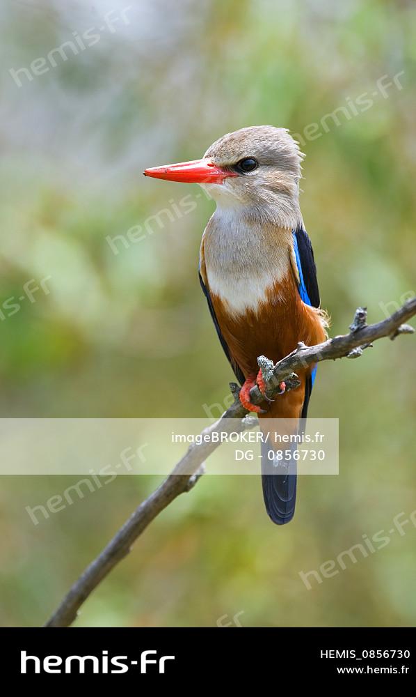 Hemis Martin chasseur tete grise halcyon leucocephala masai mara